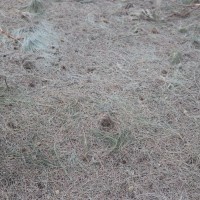 Casuarina equisetifolia L.
