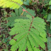 Albizia chinensis (Osbeck) Merr.