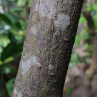 Artocarpus nobilis Thwaites