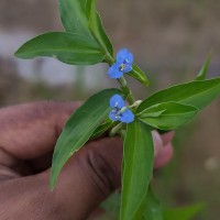 Commelina diffusa Burm.f.