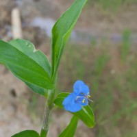 Commelina diffusa Burm.f.