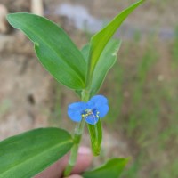 Commelina diffusa Burm.f.