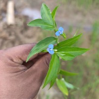 Commelina diffusa Burm.f.
