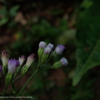 Cyanthillium cinereum (L.) H.Rob.