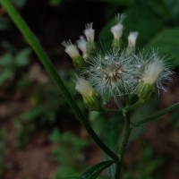 Cyanthillium cinereum (L.) H.Rob.