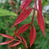 Dimocarpus longan Lour.