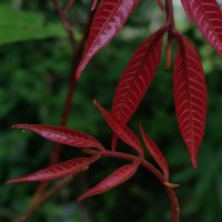 Dimocarpus longan Lour.