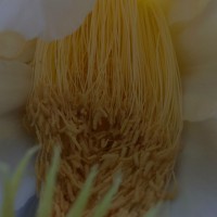 Selenicereus undatus (Haw.) D.R.Hunt
