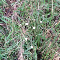 Eriocaulon brownianum Mart.