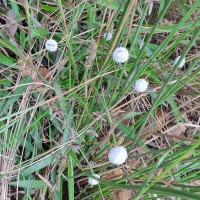 Eriocaulon brownianum Mart.