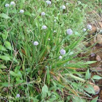 Eriocaulon brownianum Mart.