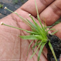 Eriocaulon truncatum Buch.-Ham. ex Mart.