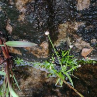 Eriocaulon truncatum Buch.-Ham. ex Mart.