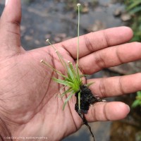 Eriocaulon truncatum Buch.-Ham. ex Mart.