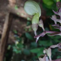 Rotheca serrata (L.) Steane & Mabb.