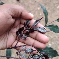 Leea guineensis G.Don