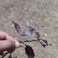 Leea guineensis G.Don