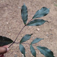 Leea guineensis G.Don