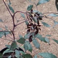 Leea guineensis G.Don