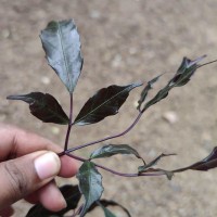 Leea guineensis G.Don