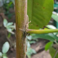 Palaquium petiolare (Thwaites) Engl.