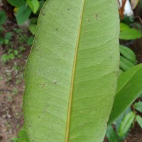 Syzygium aureum Jayasinghe
