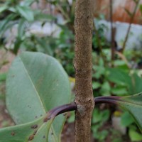 Syzygium aureum Jayasinghe