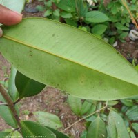 Syzygium aureum Jayasinghe