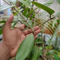 Syzygium aureum Jayasinghe