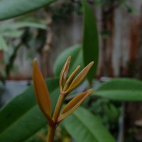 Syzygium aureum Jayasinghe