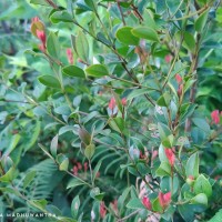 Syzygium spathulatum Thwaites