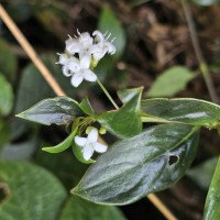 Hedyotis tridentata Ridsdale