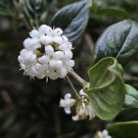 Hedyotis tridentata Ridsdale