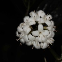 Hedyotis tridentata Ridsdale