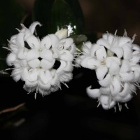 Hedyotis tridentata Ridsdale