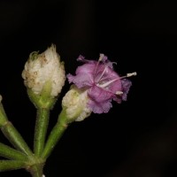Strobilanthes walkeri Arn. ex Nees