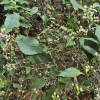 Strobilanthes walkeri Arn. ex Nees