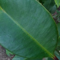 Syzygium hemachandrae Jayasinghe