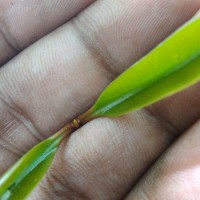 Syzygium hemachandrae Jayasinghe