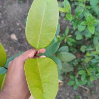 Syzygium hemachandrae Jayasinghe