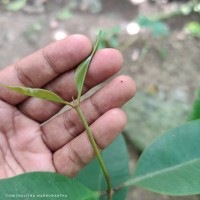 Syzygium hemachandrae Jayasinghe