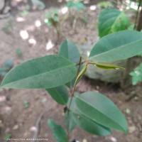 Syzygium hemachandrae Jayasinghe