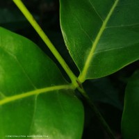 Xylocarpus rumphii (Kostel.) Mabb.