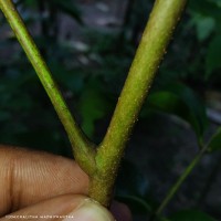 Xylocarpus rumphii (Kostel.) Mabb.