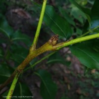 Xylocarpus rumphii (Kostel.) Mabb.