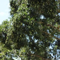 Mangifera zeylanica (Blume) Hook.f.