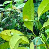 Anaxagorea luzonensis A.Gray