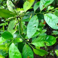 Anaxagorea luzonensis A.Gray