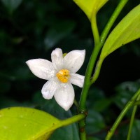 Anaxagorea luzonensis A.Gray