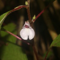 Impatiens truncata Thwaites